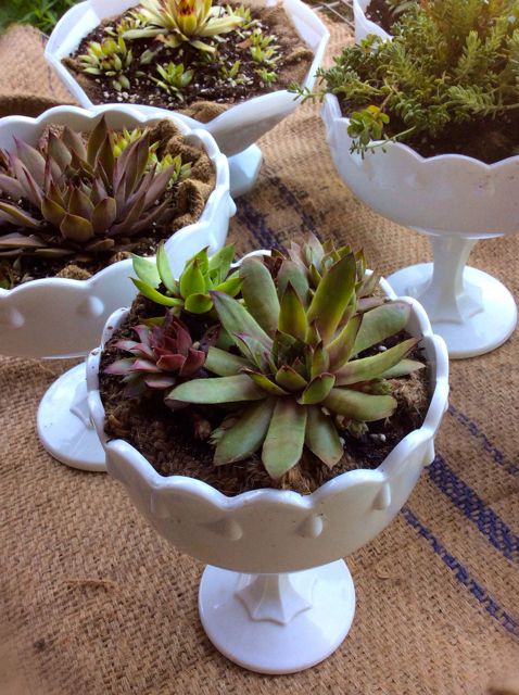 Vintage Milk Glass Compotes with Succulents