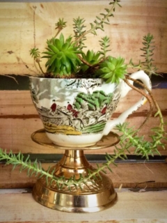 Vintage Teacup with Sedums