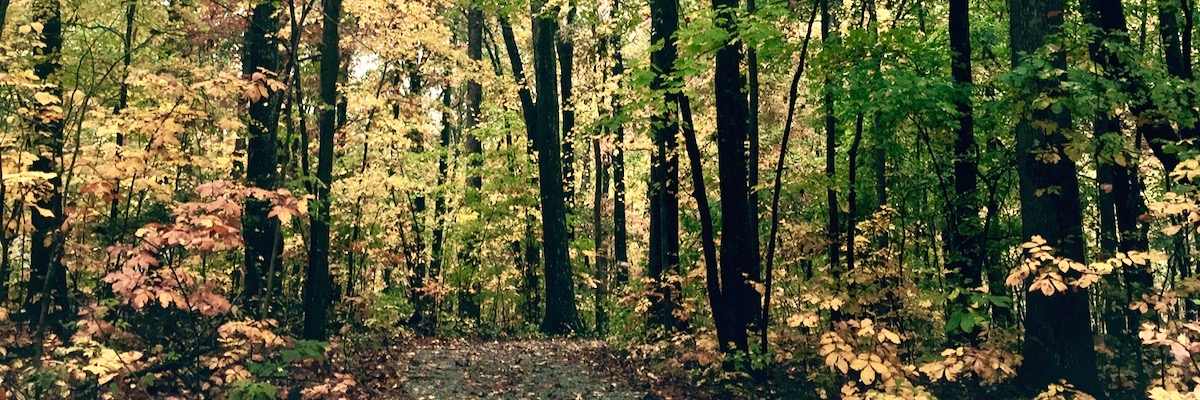 Fall Woods