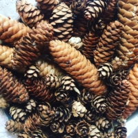 Assorted Pine Cones