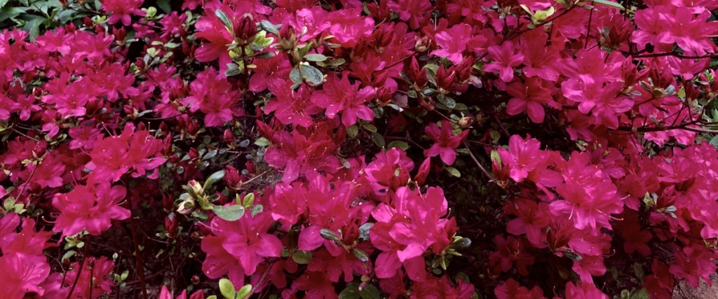 Azaleas