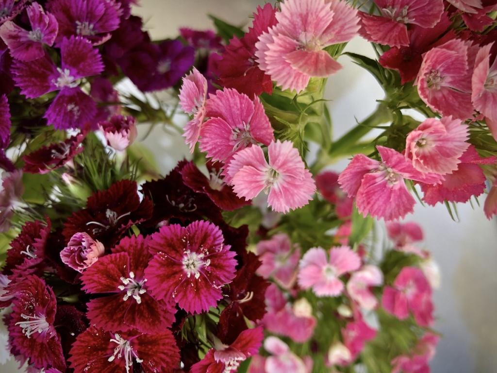 Fernrock Farm flowers