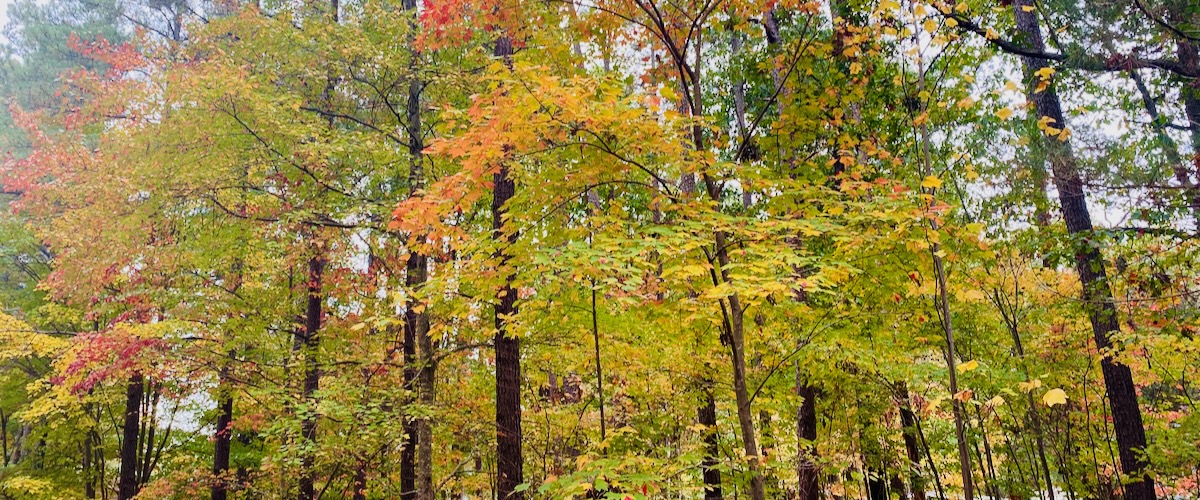 Fall Foliage in NC