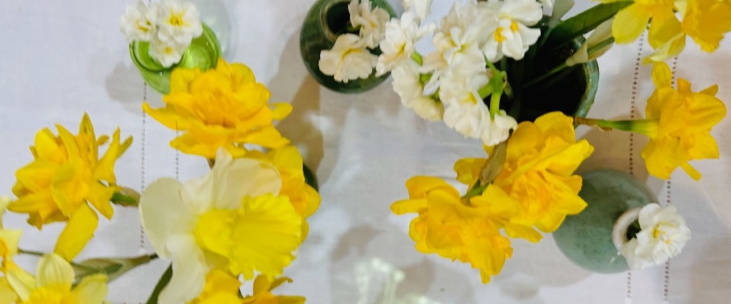 Daffodils in Vases