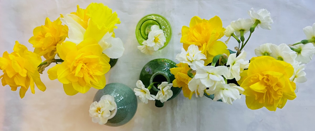 Daffodils in vases