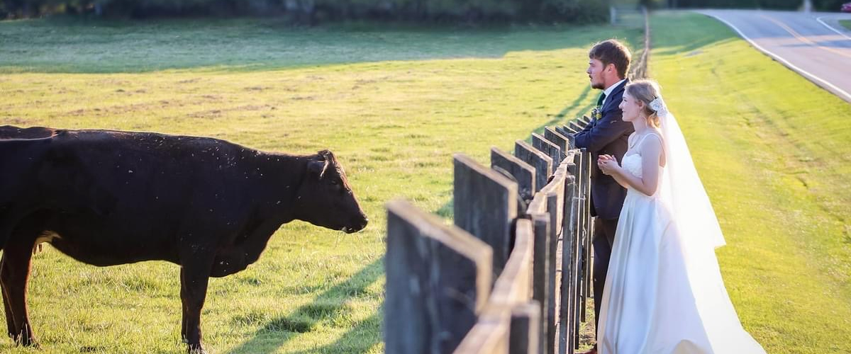 Coupe at Fence with Cow