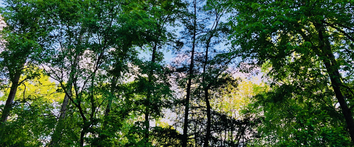 Trees in the sun
